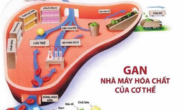 Giải độc gan: T&#236;m sản phẩm chất lượng chuẩn chưa chắc dễ