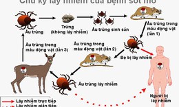 3,1 triệu USD điều tra to&#224;n diện về bệnh Rickettsia, sốt m&#242;, sốt Q tr&#234;n to&#224;n quốc