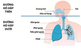 Giải ph&#225;p chống vi&#234;m đường h&#244; hấp, ngừa t&#225;i ph&#225;t ho cho trẻ