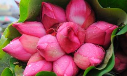 9 tác dụng ít biết của hoa sen và các sản phẩm từ sen