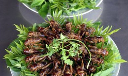C&#244;n tr&#249;ng – nguồn dinh dưỡng khổng lồ