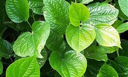 C&#225;ch chữa bệnh đổ mồ h&#244;i ch&#226;n tay bằng l&#225; lốt cực hiệu quả