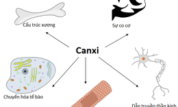 Sẽ mắc nhiều bệnh nguy hiểm nếu bạn bị thiếu canxi