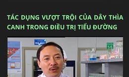 Cảnh b&#225;o: Lợi dụng c&#244;ng tr&#236;nh nghi&#234;n cứu quốc tế về D&#226;y th&#236;a canh để quảng c&#225;o tr&#225;i ph&#233;p