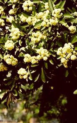 Hương hoa sữa nồng nàn khiến khách Tây có trải nghiệm khó quên ở Hà Nội