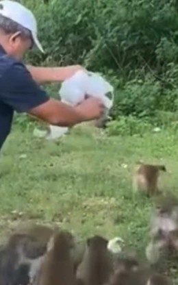 Người đàn ông cho khỉ ăn bất chấp biển cấm rồi thản nhiên vứt rác bừa bãi