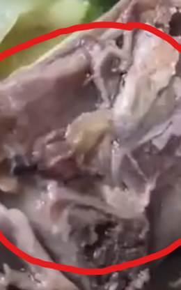‘Ớn lạnh’ clip nghi dòi bò lúc nhúc trong thịt gà tại tiệc mừng nhà mới