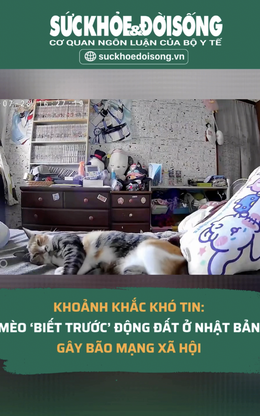 Khoảnh khắc khó tin: Mèo ‘biết trước’ động đất ở Nhật Bản gây bão mạng xã hội