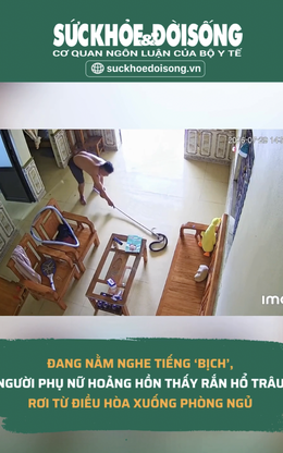 Đang nằm nghe tiếng ‘bịch’, người phụ nữ hoảng hồn thấy rắn hổ trâu rơi từ điều hòa xuống phòng ngủ
