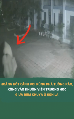 Hoảng hốt cảnh voi rừng phá tường rào, xông vào khuôn viên trường học giữa đêm ở Sơn La