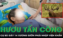 Cụ b&#224; 72 tuổi g&#227;y 14 xương sườn phải nhập viện cấp cứu v&#236; bị hươu tấn c&#244;ng