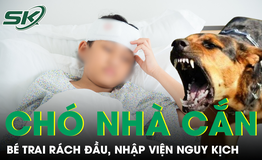 Bị ch&#243; nh&#224; cắn r&#225;ch đầu, b&#233; trai 4 tuổi nhập viện trong t&#236;nh trạng nguy kịch
