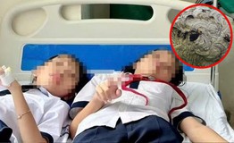 Ném đá vào tổ ong, 27 học sinh bị tấn công phải nhập viện cấp cứu 