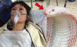 Bị rắn trắng cắn khi đang hái chè, nữ công nhân cấp cứu nguy kịch