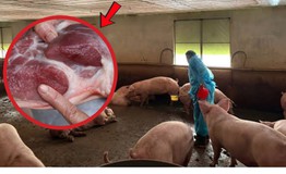Hơn 10.000 tấn thịt lợn được tạo nạc bằng chất cấm, nguy cơ gây ung thư