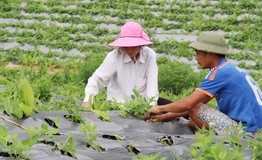 Từ cây thuốc đến sản phẩm: Làm sao nâng giá trị dược liệu Việt?
