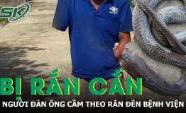 Bị rắn hổ mang cắn, người đàn ông cầm theo con rắn 2m đến bệnh viện