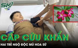 Ngộ độc mủ hoa sứ, 2 trẻ nhập viện cấp cứu