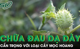 Cà độc dược chữa đau dạ dày, nhưng coi chừng ‘con dao hai lưỡi’