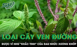 Loại cây mọc đầy ven đường được ví như 'khắc tinh' của đau nhức xương khớp 