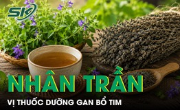 Nhân trần - Vị thuốc dưỡng gan bổ tim nhưng ít người biết 