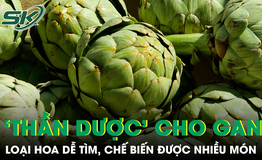 Loại hoa được ví như 'thần dược' cho gan, chế biến được nhiều món ngon