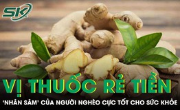 Vị thuốc rẻ tiền được ví như 'nhân sâm' của người nghèo cực tốt cho sức khỏe