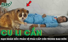 Bị cu li cắn, người đàn ông sốc phản vệ nguy kịch phải cấp cứu trong đau đớn