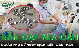 Bị rắn cạp nia cắn, người phụ nữ liệt toàn thân 