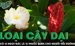 Cây dại ven suối có vị ngọt mát, là vị thuốc quen thuộc cho người tiểu đường 