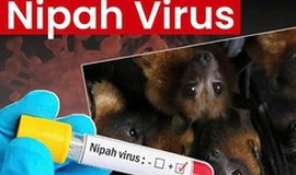 Bộ Y tế hướng dẫn chẩn đoán và điều trị bệnh truyền nhiễm do virus Nipah