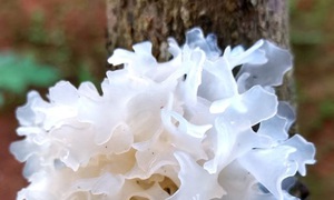 9 món ăn giúp bổ não, tăng trí nhớ