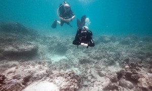 Từ 27/6, tạm dừng hoạt động lặn biển ở Hòn Mun để bảo vệ san hô