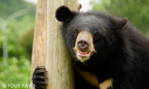 Mục sở thị “Ngôi nhà” của những chú gấu tại Cơ sở bảo tồn gấu Ninh Bình & FOUR PAWS  