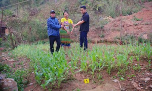 Khởi tố người phụ nữ trồng gần 600 cây thuốc phiện