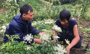 Trồng cây dược liệu trên đất hoang, đất ruộng bỏ không giúp dân thoát nghèo