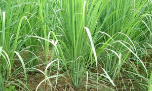 Người dân thêm thu nhập từ mô hình xen canh dược liệu ở vườn cây ăn trái