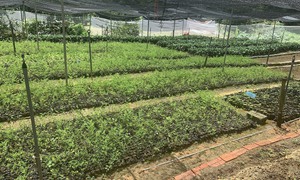Đời sống người dân tộc thiểu số ‘thay da đổi thịt’ nhờ cây dược liệu