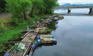 Truy tìm ‘thủ phạm’ khiến 13 tấn cá nuôi chết hàng loạt trên sông Mã