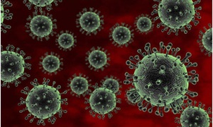 Phát hiện đặc tính mới khiến virus H5N1 dễ lây cho người