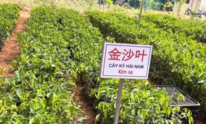 Sự thật loại cây trồng 1 ha thu hàng chục tỷ đồng sau 7 năm