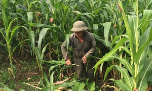 Điện Biên nhân rộng mô hình sinh kế từ lợi thế địa phương, hướng tới giảm nghèo bền vững