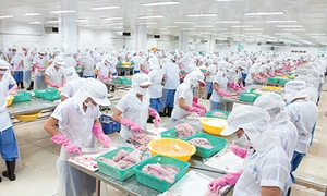 Thủy sản Mekong giải trình chênh lệch lợi nhuận