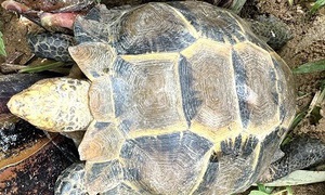 Nhiều động vật quý hiếm trở về với rừng tự nhiên ở Quảng Ngãi