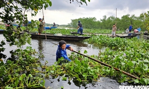 Lục bình phủ kín mặt nước, người dân điểm du lịch cộng đồng ở Huế ngâm mình 'giải vây'