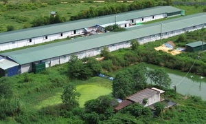 Trang trại nuôi vịt bị phạt 300 triệu đồng vẫn tiếp tục gây ô nhiễm