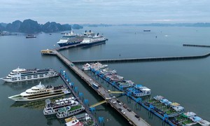 Bão số 11: Quảng Ninh tạm ngừng cấp phép tàu trên vùng biển từ 8h ngày 5/10