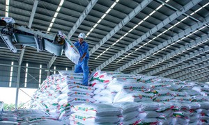 Lãnh đạo DCM không hoàn tất giao dịch 8.000 cổ phiếu