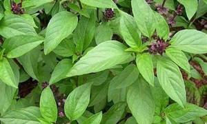 6 rủi ro tiềm ẩn khi lạm dụng h&#250;ng quế &#39;nữ ho&#224;ng rau thơm&#39;