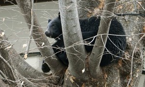 Lý do số nạn nhân trong các vụ gấu tấn công ở Nhật Bản không ngừng tăng